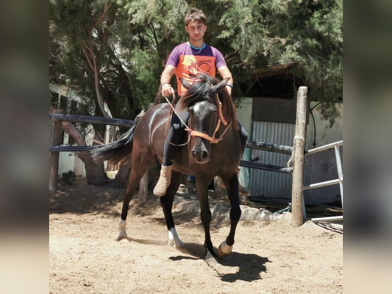 Andalusier Valack 5 år 147 cm Svart in Adra Almeria