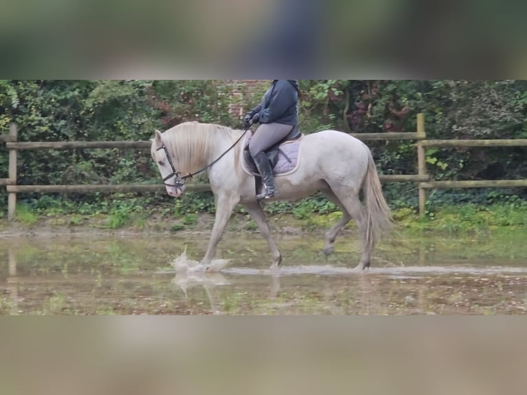 Andalusier Valack 5 år 158 cm Gråskimmel in Nettetal