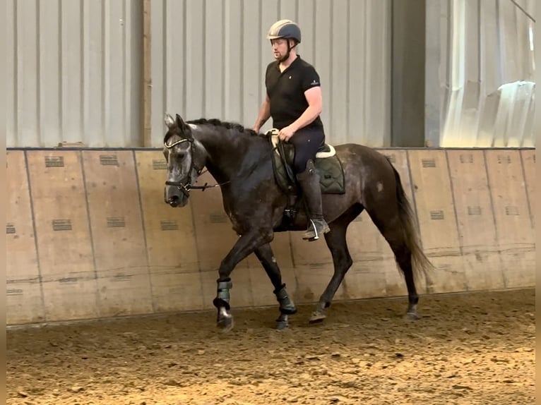 Andalusier Valack 5 år 160 cm Grå-blå-brun in Neustadt (Wied)