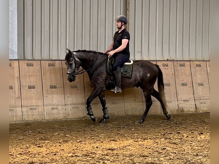 Andalusier Valack 5 år 160 cm Grå-blå-brun in Neustadt (Wied)