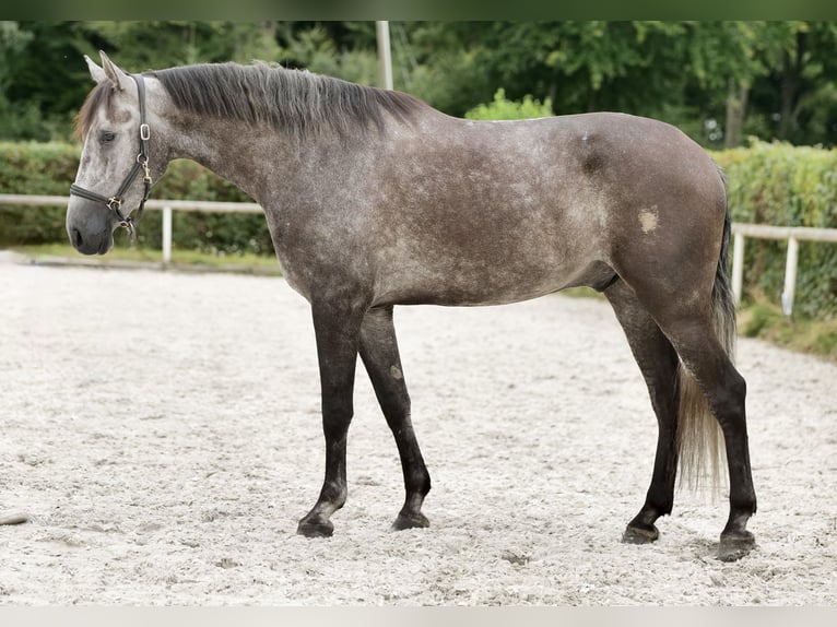 Andalusier Valack 5 år 160 cm Grå-blå-brun in Neustadt (Wied)