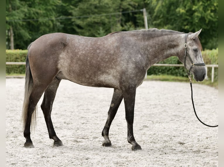 Andalusier Valack 5 år 160 cm Grå-blå-brun in Neustadt (Wied)