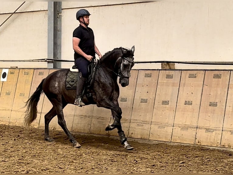 Andalusier Valack 5 år 160 cm Grå-blå-brun in Neustadt (Wied)