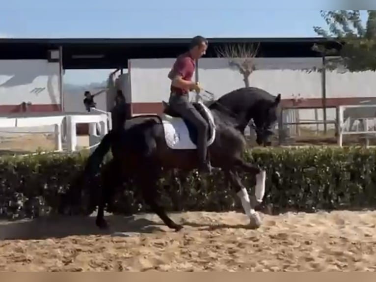 Andalusier Valack 5 år 161 cm Svart in Valencia