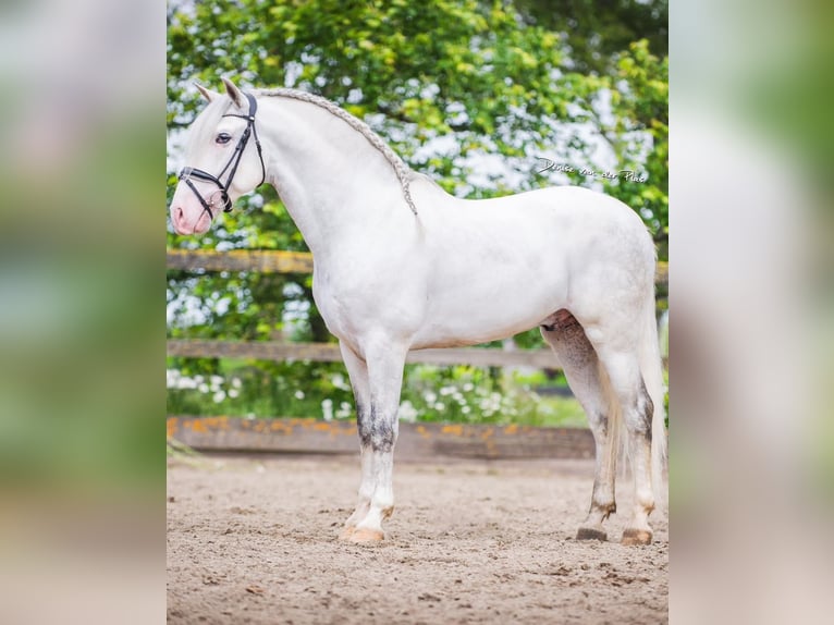 Andalusier Blandning Valack 5 år 163 cm Grå in Grebenhain