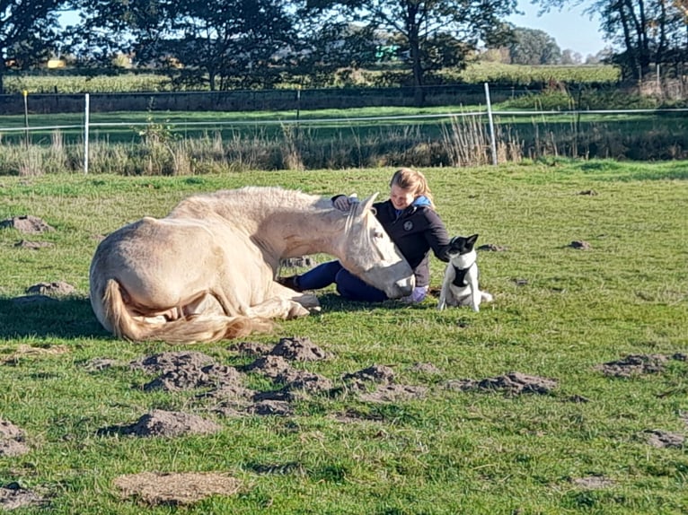 Andalusier Valack 5 år 165 cm Champagne in Hille