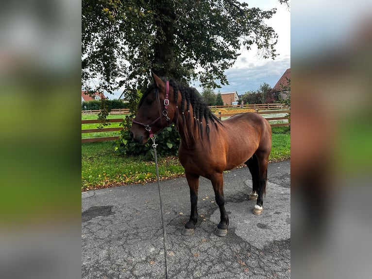 Andalusier Valack 6 år 155 cm Brun in Waldeck