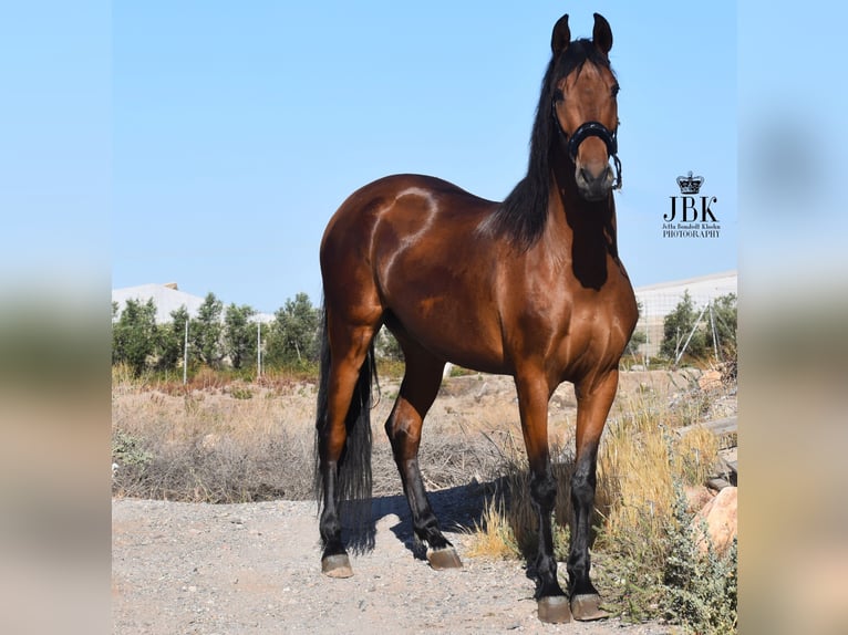 Andalusier Valack 6 år 157 cm Brun in Tabernas Almeria