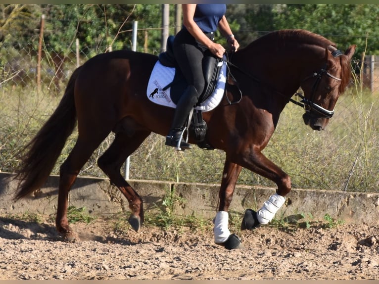 Andalusier Valack 6 år 158 cm fux in Mallorca