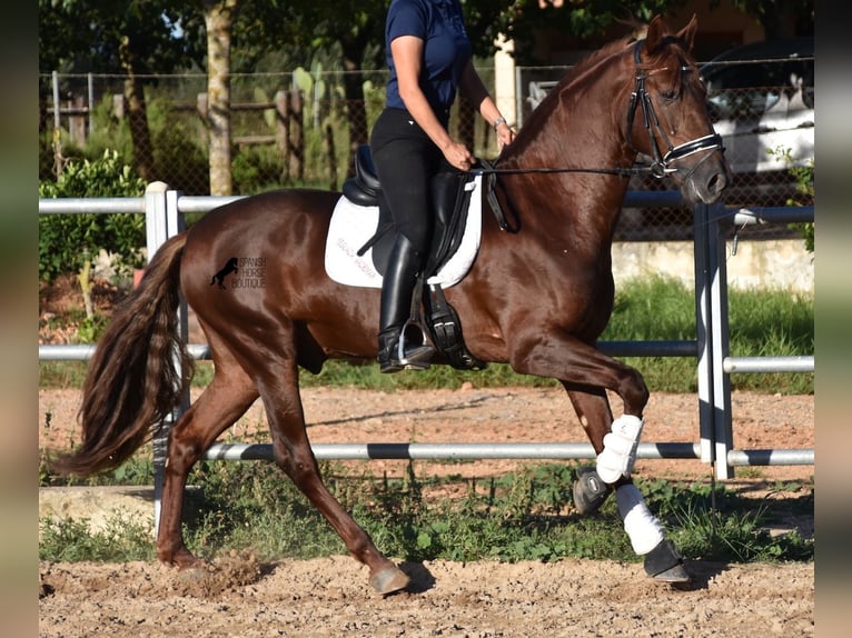 Andalusier Valack 6 år 158 cm fux in Mallorca