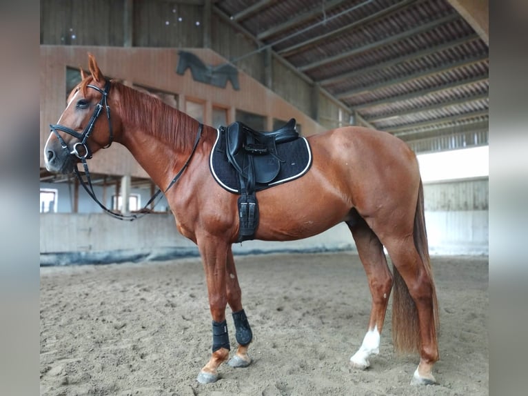 Andalusier Valack 6 år 160 cm fux in Obersüßbach