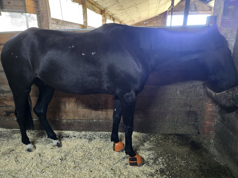 Andalusier Blandning Valack 6 år 160 cm Svart in Hamburg Horn