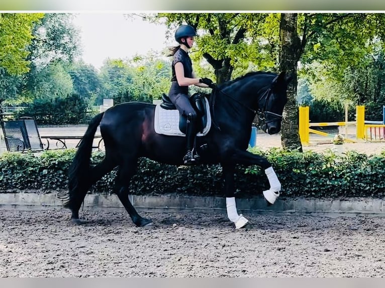 Andalusier Valack 6 år 165 cm Svart in Sottrum