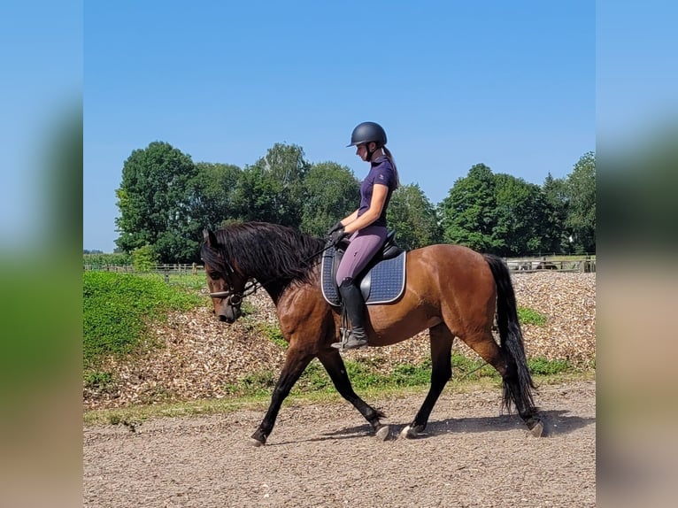 Andalusier Blandning Valack 7 år 155 cm Brun in Karlshuld