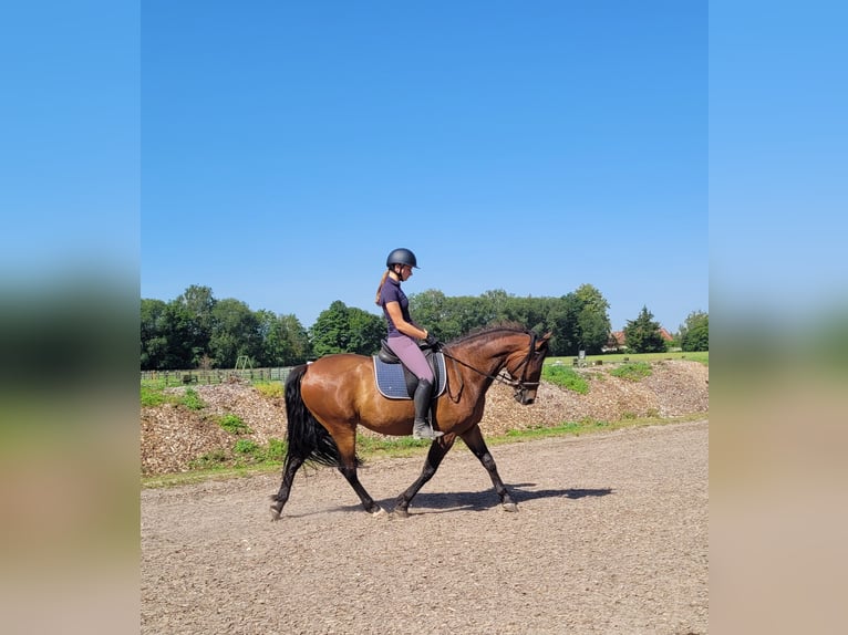 Andalusier Blandning Valack 7 år 155 cm Brun in Karlshuld