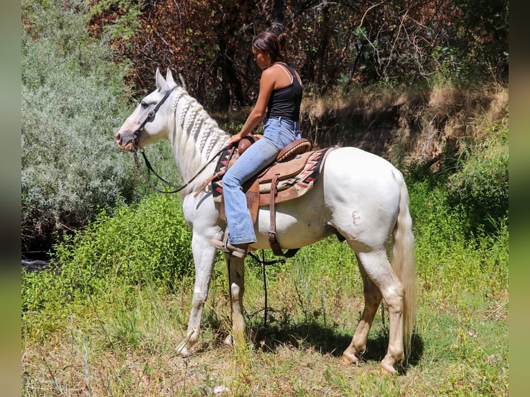 Andalusier Valack 7 år 155 cm Grå in Pleasant  Grove CA