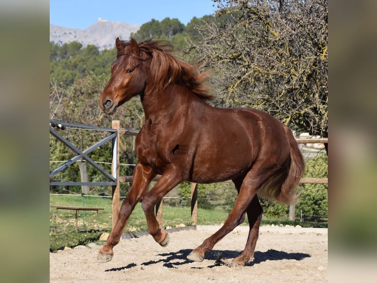 Andalusier Valack 7 år 160 cm fux in Mallorca