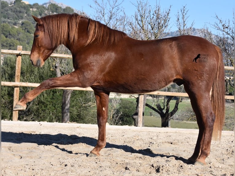 Andalusier Valack 7 år 160 cm fux in Mallorca