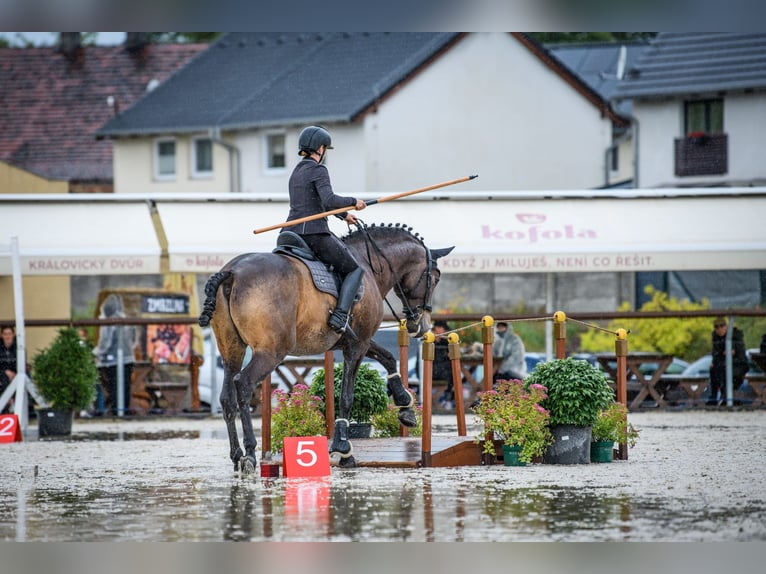 Andalusier Valack 8 år 170 cm Gulbrun in Milín