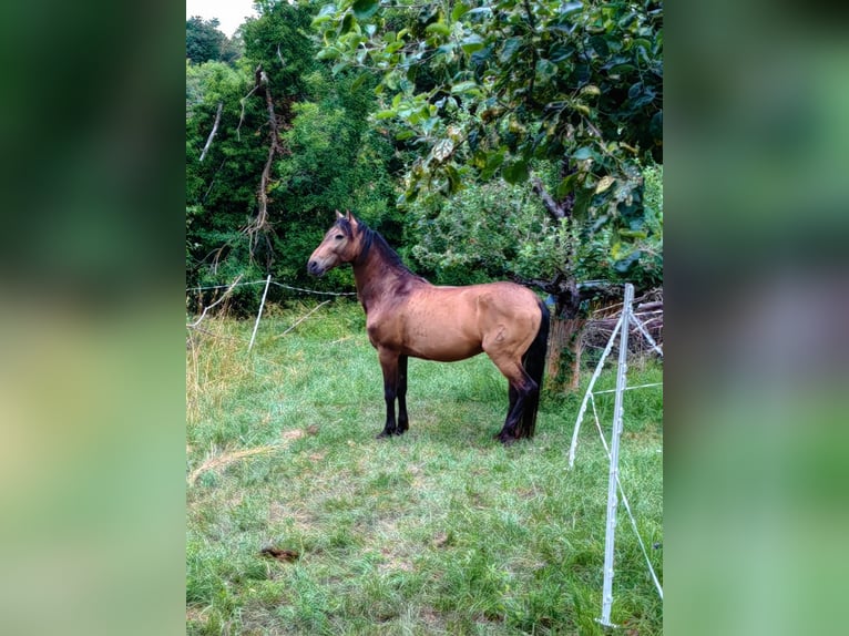 Andalusier Blandning Valack 9 år 152 cm Black in Mühlacker