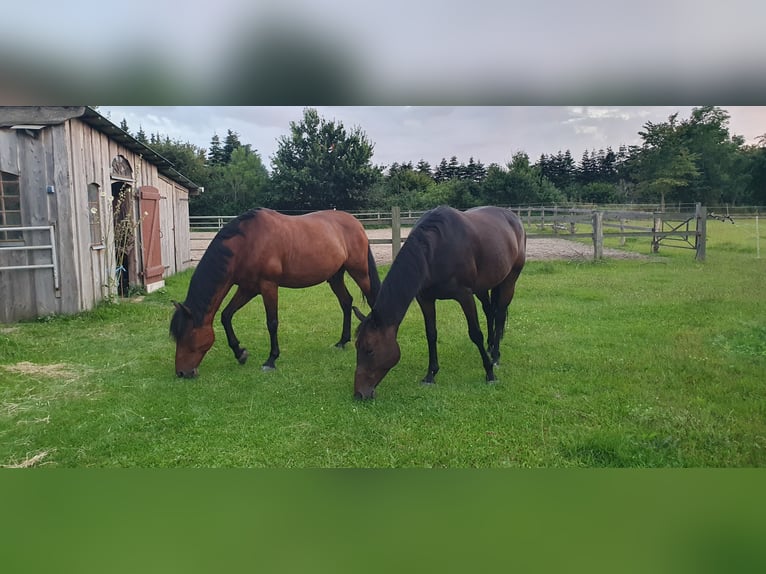 Andalusier Valack 9 år 158 cm Brun in Langwedel