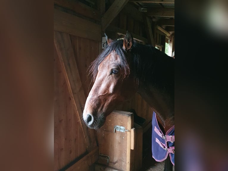 Andalusier Valack 9 år 158 cm Brun in Langwedel