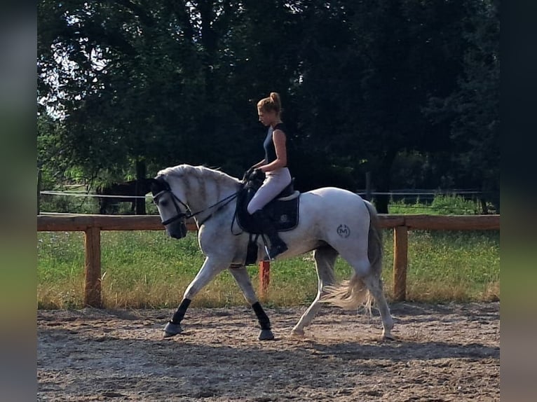 Andalusier Valack 9 år 166 cm Grå in Mortegliano