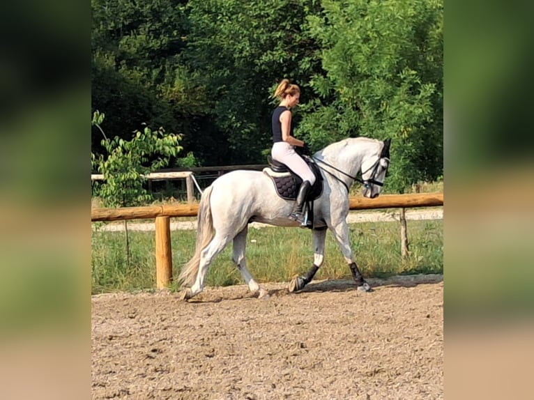 Andalusier Valack 9 år 166 cm Grå in Mortegliano