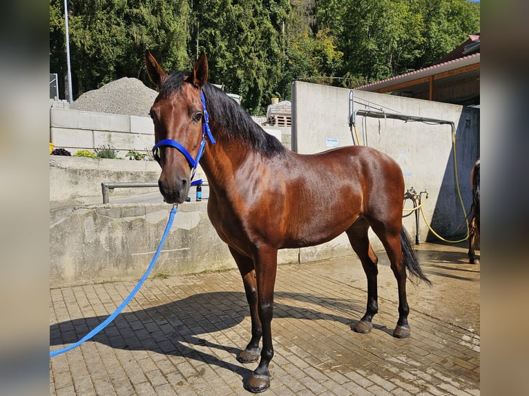 Andalusier Valack 9 år in Küssaberg