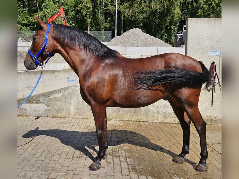 Andalusier Valack 9 år in Küssaberg