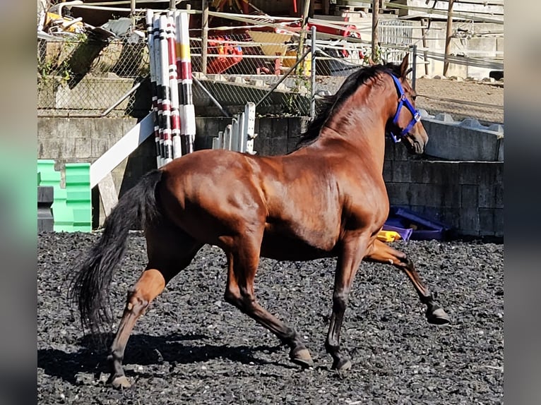 Andalusier Valack 9 år in Küssaberg