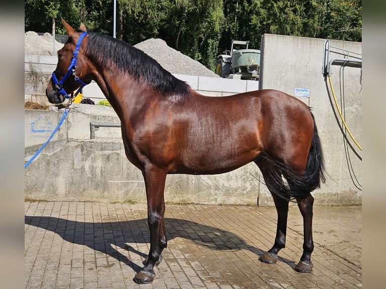 Andalusier Valack 9 år in Küssaberg