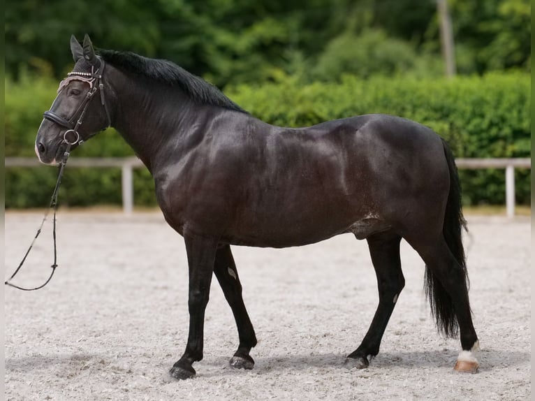 Andalusier Wallach 10 Jahre 145 cm Rappe in Neustadt (Wied)