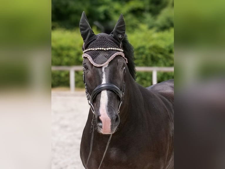 Andalusier Wallach 10 Jahre 145 cm Rappe in Neustadt (Wied)