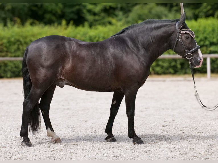 Andalusier Wallach 10 Jahre 145 cm Rappe in Neustadt (Wied)