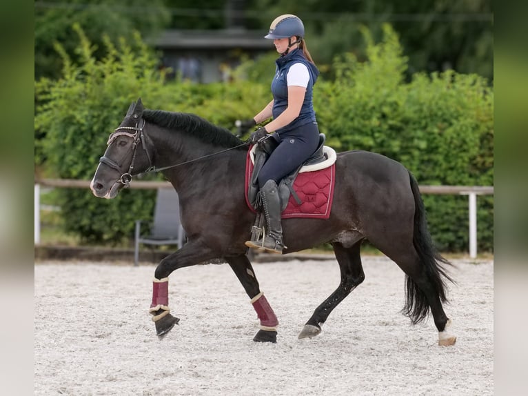Andalusier Wallach 10 Jahre 145 cm Rappe in Neustadt (Wied)
