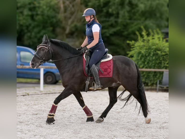 Andalusier Wallach 10 Jahre 145 cm Rappe in Neustadt (Wied)