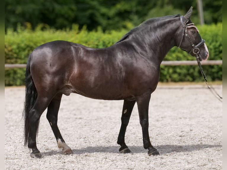Andalusier Wallach 10 Jahre 145 cm Rappe in Neustadt (Wied)