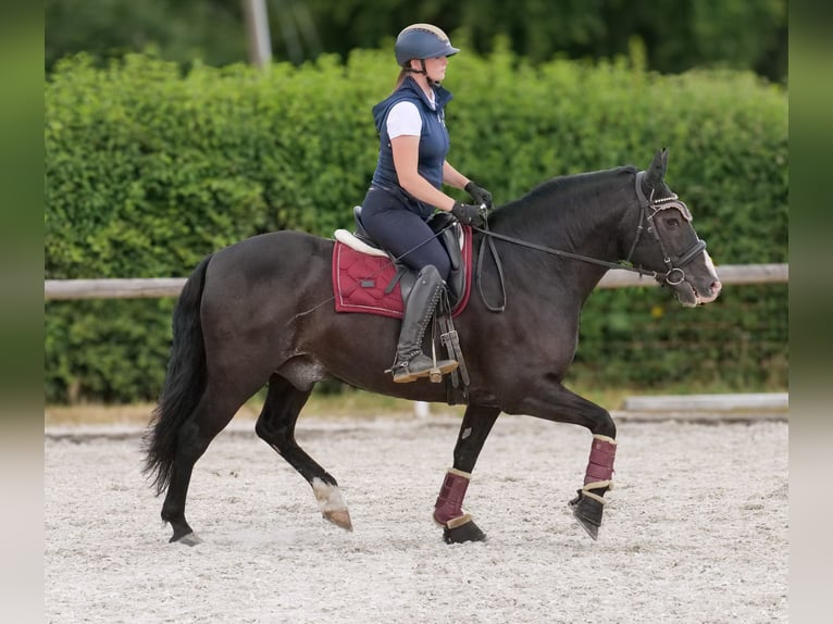 Andalusier Wallach 10 Jahre 145 cm Rappe in Neustadt (Wied)