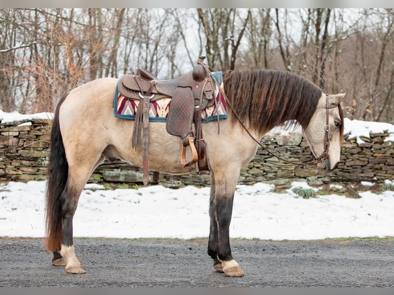 Andalusier Wallach 10 Jahre 147 cm Buckskin in everette PA