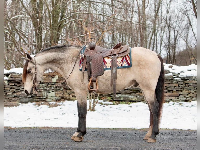 Andalusier Wallach 10 Jahre 147 cm Buckskin in everette PA