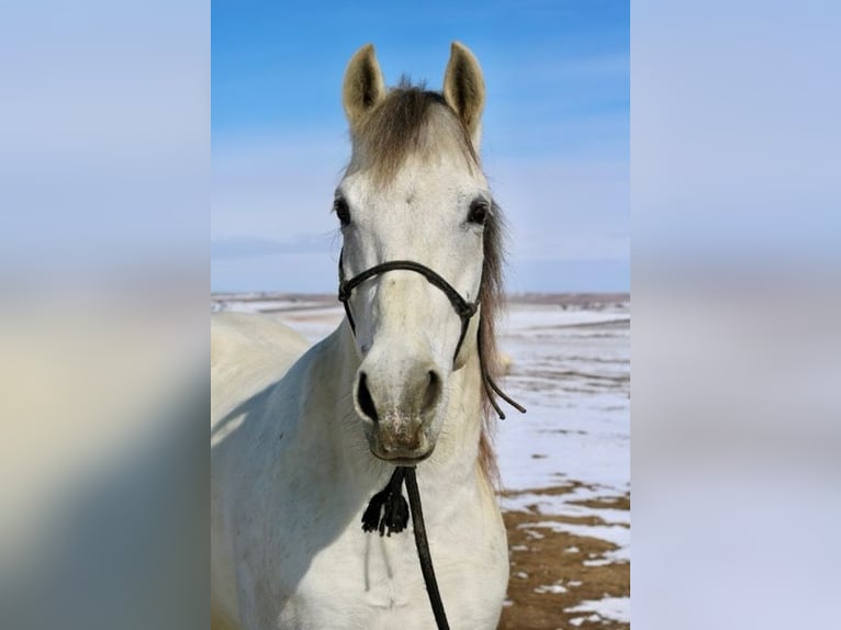 Andalusier Mix Wallach 10 Jahre 152 cm Schimmel in Fort Collins