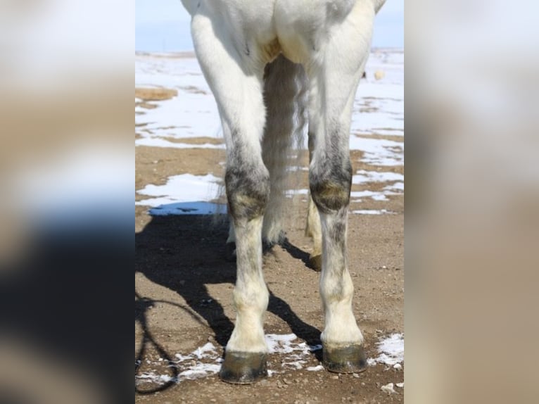 Andalusier Mix Wallach 10 Jahre 152 cm Schimmel in Fort Collins