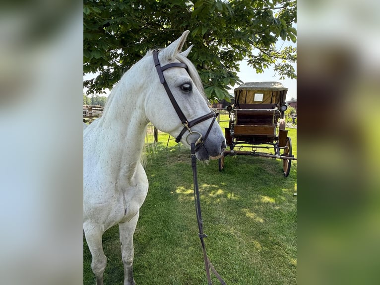 Andalusier Wallach 10 Jahre 153 cm Schimmel in Berge