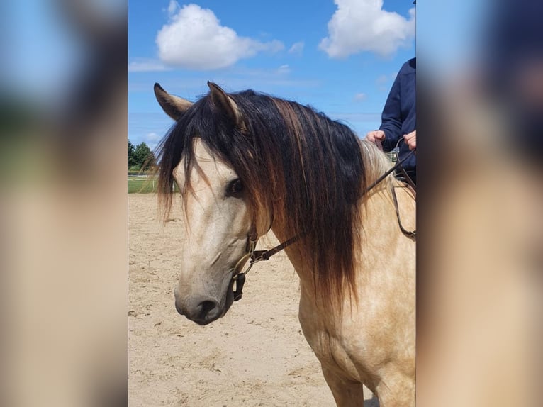 Andalusier Wallach 10 Jahre 155 cm Falbe in Bad Doberan