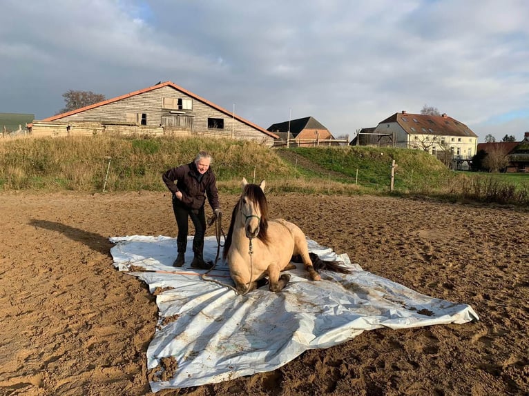 Andalusier Wallach 10 Jahre 155 cm Falbe in Bad Doberan