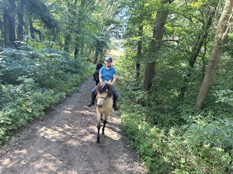 Andalusier Wallach 10 Jahre 155 cm Falbe in Bad Doberan