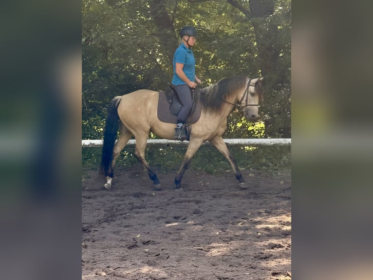 Andalusier Wallach 10 Jahre 155 cm Falbe in Bad Doberan
