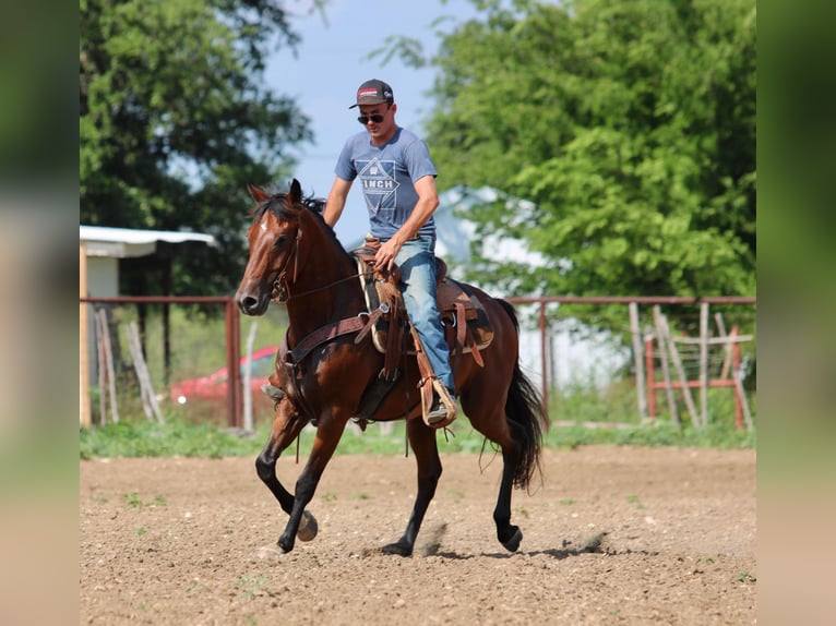 Andalusier Wallach 10 Jahre 155 cm Rotbrauner in Stephenville TX