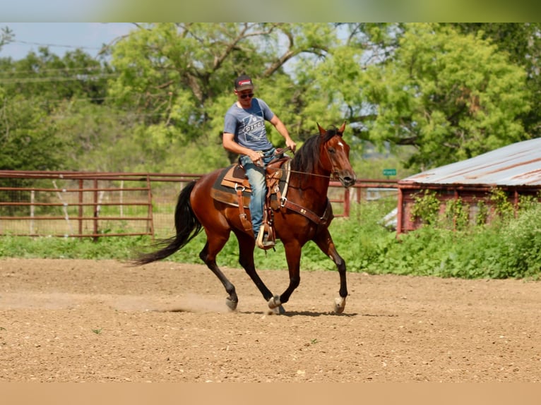 Andalusier Wallach 10 Jahre 155 cm Rotbrauner in Stephenville TX
